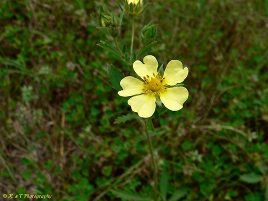 {Potentilla recta}